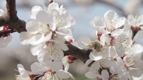 Fiore di albicocca fioritura in primavera — Video Stock