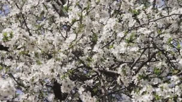 Floraison de fleurs d'abricot au printemps — Video