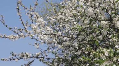 Baharda çiçek açan kayısı çiçek