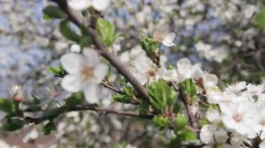 Kayısı çiçek çiçek açan ve coccinelle bahar