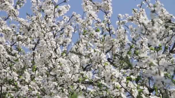 Floraison de fleurs d'abricot au printemps 