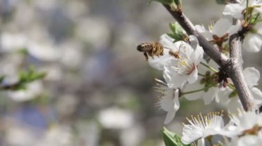 Kayısı çiçek çiçek açan ve arı bahar