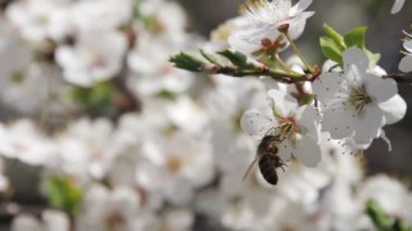 Kayısı çiçek çiçek açan ve arı bahar