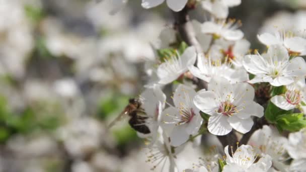 Morelowy kwiat kwitnący i Bee na wiosnę — Wideo stockowe