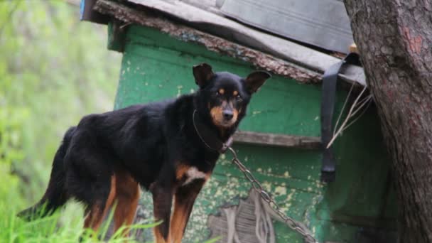 Hund an einer Kette in der Nähe des Hundehauses — Stockvideo