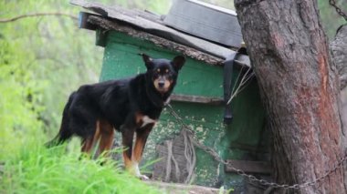 Köpek kulübesinde zincirli bir köpek