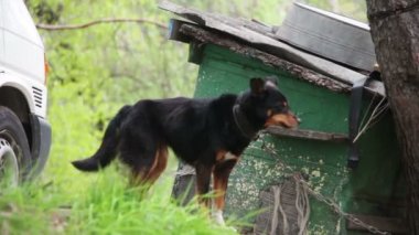 Köpek kulübesinde zincirli bir köpek