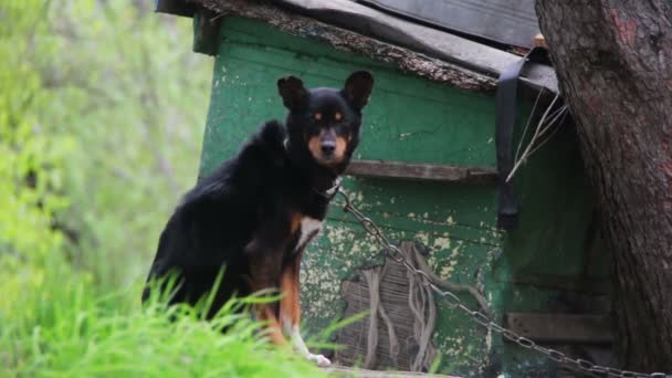 Hund på en kedja nära Doghouse — Stockvideo