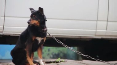 Köpek kulübesinde zincirli bir köpek