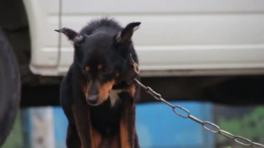 Köpek kulübesinde zincirli bir köpek