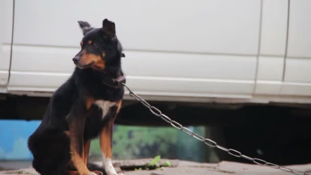 Hund på en kedja nära Doghouse — Stockvideo