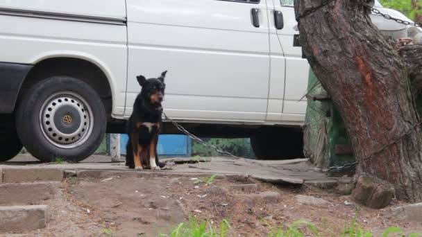 Cane su una catena vicino Doghouse — Video Stock