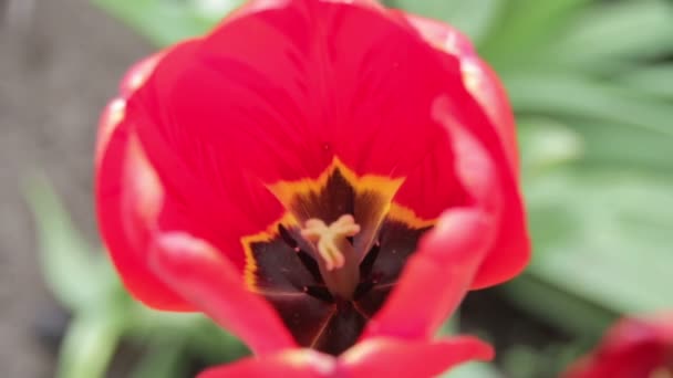 Fiore Tulipano Rosso nel Parco — Video Stock