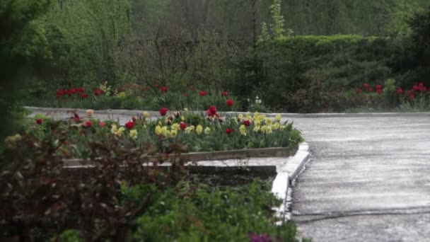 Parque verde na chuva — Vídeo de Stock