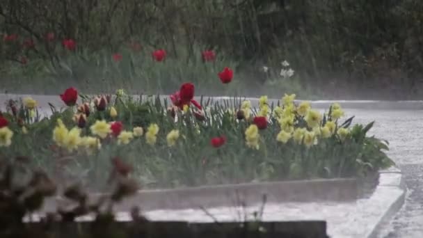 Deszcz spada ciężko w zielonym parku — Wideo stockowe
