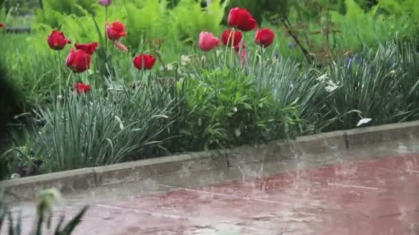 Burza deszczowa w parku — Wideo stockowe