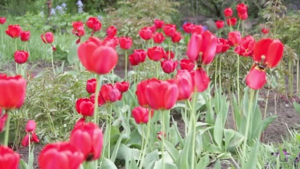Flowers Tulips in the Park — Stock Video