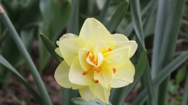 Λουλούδι τουλίπας στο πάρκο — Αρχείο Βίντεο