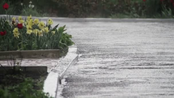 Regn faller hårt i parken — Stockvideo