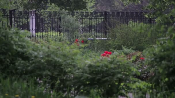 La pluie tombe fort dans le parc — Video