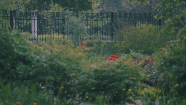 Regn faller hårt i parken — Stockvideo