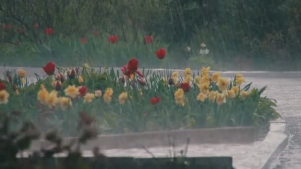 Tormenta de lluvia en el parque — Vídeos de Stock