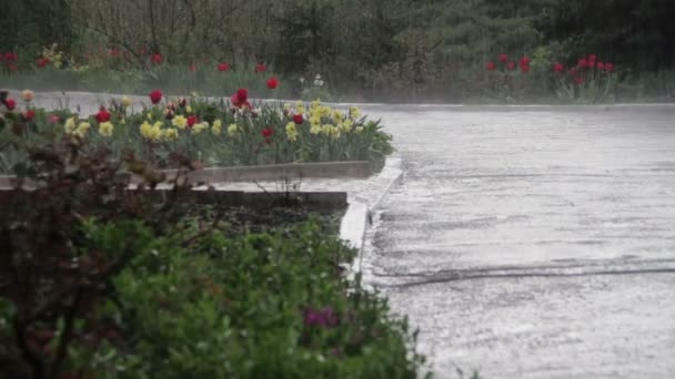 Grüner Park im Regen — Stockvideo