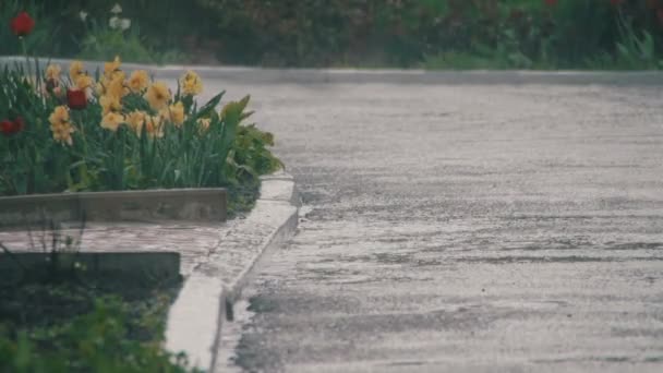 Esős és szeles nap a nyári parkban — Stock videók