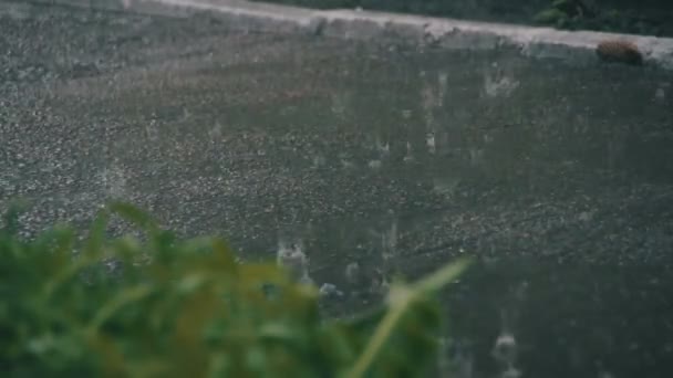 Gotas de chuva caindo duro em asfalto no parque — Vídeo de Stock