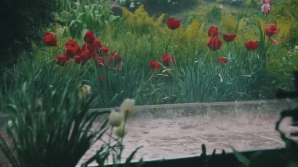 Regensturm im Park — Stockvideo