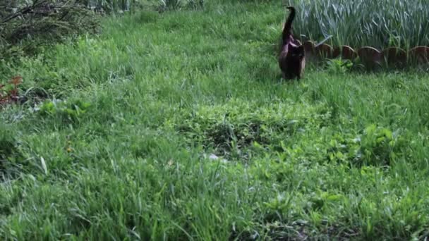 Kedi bir yeşil park — Stok video
