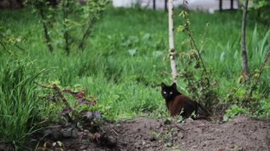 Kedi bir yeşil park