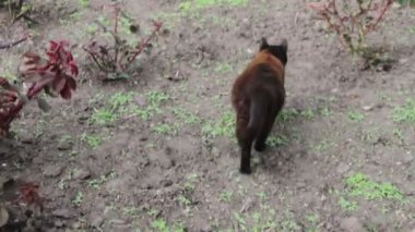 Kedi bir yeşil park