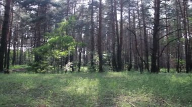 Çam ormanı ve ağaçlar yaz döndürme