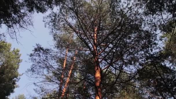 Forêt de pins et d'arbres en été avec rotation 