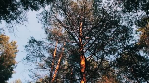Forêt de pins et d'arbres en été avec rotation 
