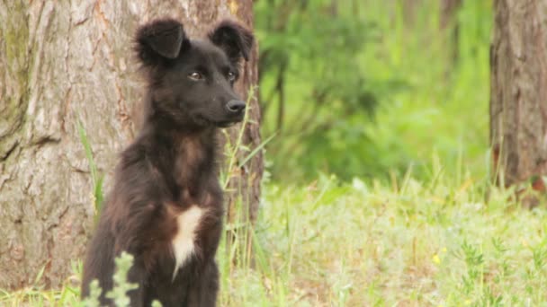 草の中に座っているホームレスの犬 — ストック動画