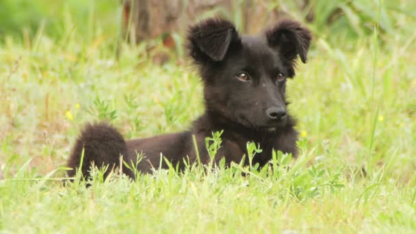 Perro sin hogar sentado en la hierba — Vídeo de stock
