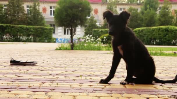 Dakloze hond zittend in de straat — Stockvideo