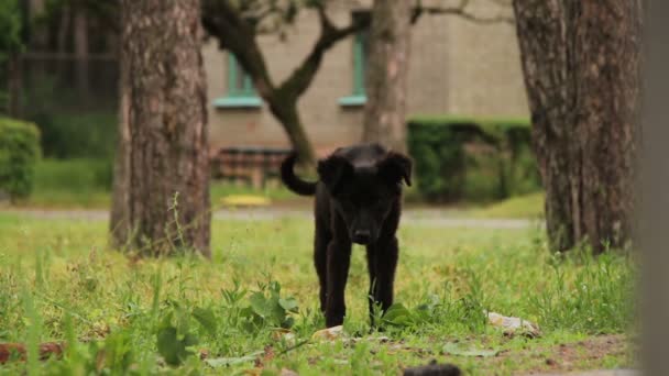 Perro sin hogar sentado en la hierba — Vídeos de Stock