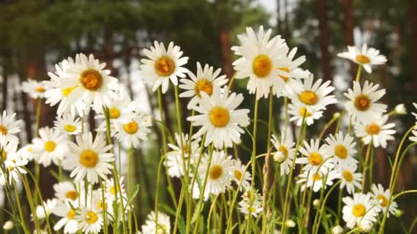 Flores de camomila em um dia ensolarado — Vídeo de Stock