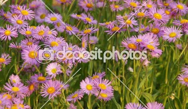 Güneşli bir günde papatya çiçeği
