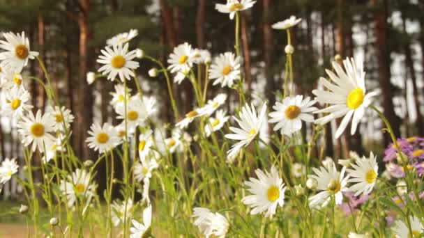 Kamille bloemen op een zonnige dag — Stockvideo