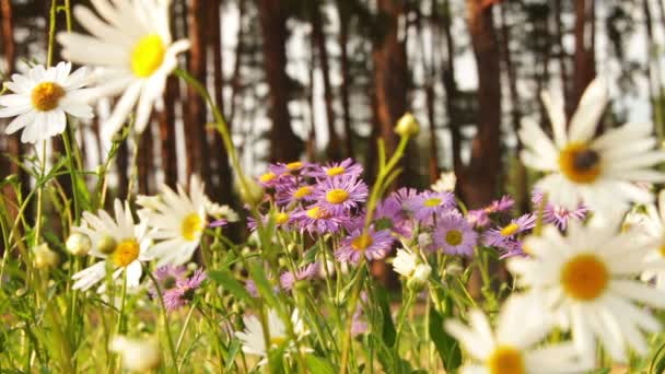 Kamomill blommor på en solig dag — Stockvideo