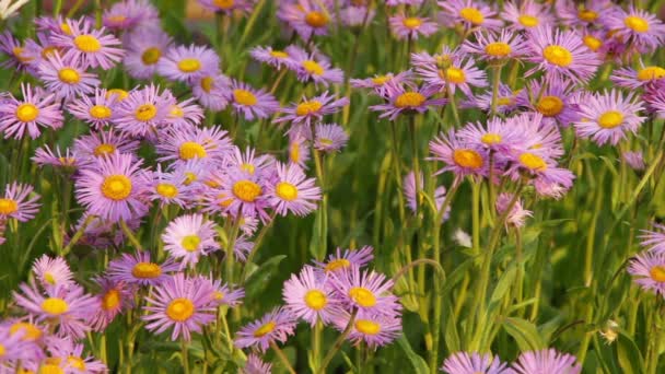 Kamillenblüten an einem sonnigen Tag — Stockvideo