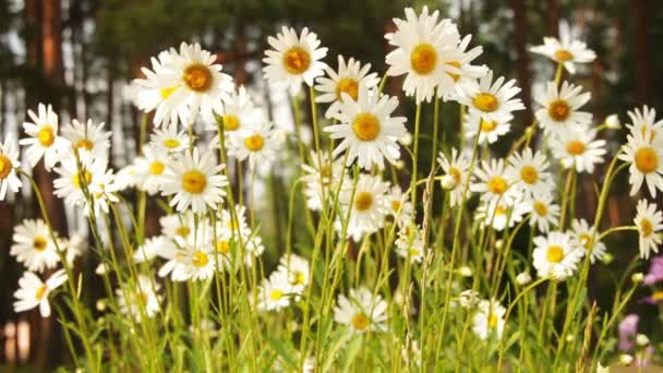 Kamille bloemen op een zonnige dag — Stockvideo