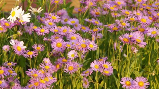 Kamille bloemen op een zonnige dag — Stockvideo