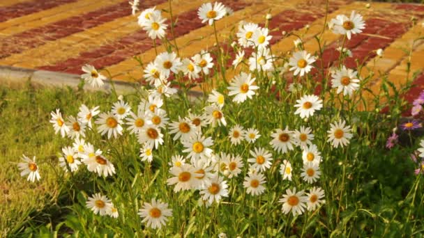 Heřmánku květiny v slunečný den — Stock video