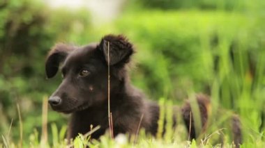 Otların arasında oturan evsiz köpek