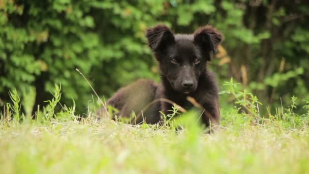 Dakloze hond zittend in het gras — Stockvideo